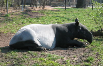 Tapir